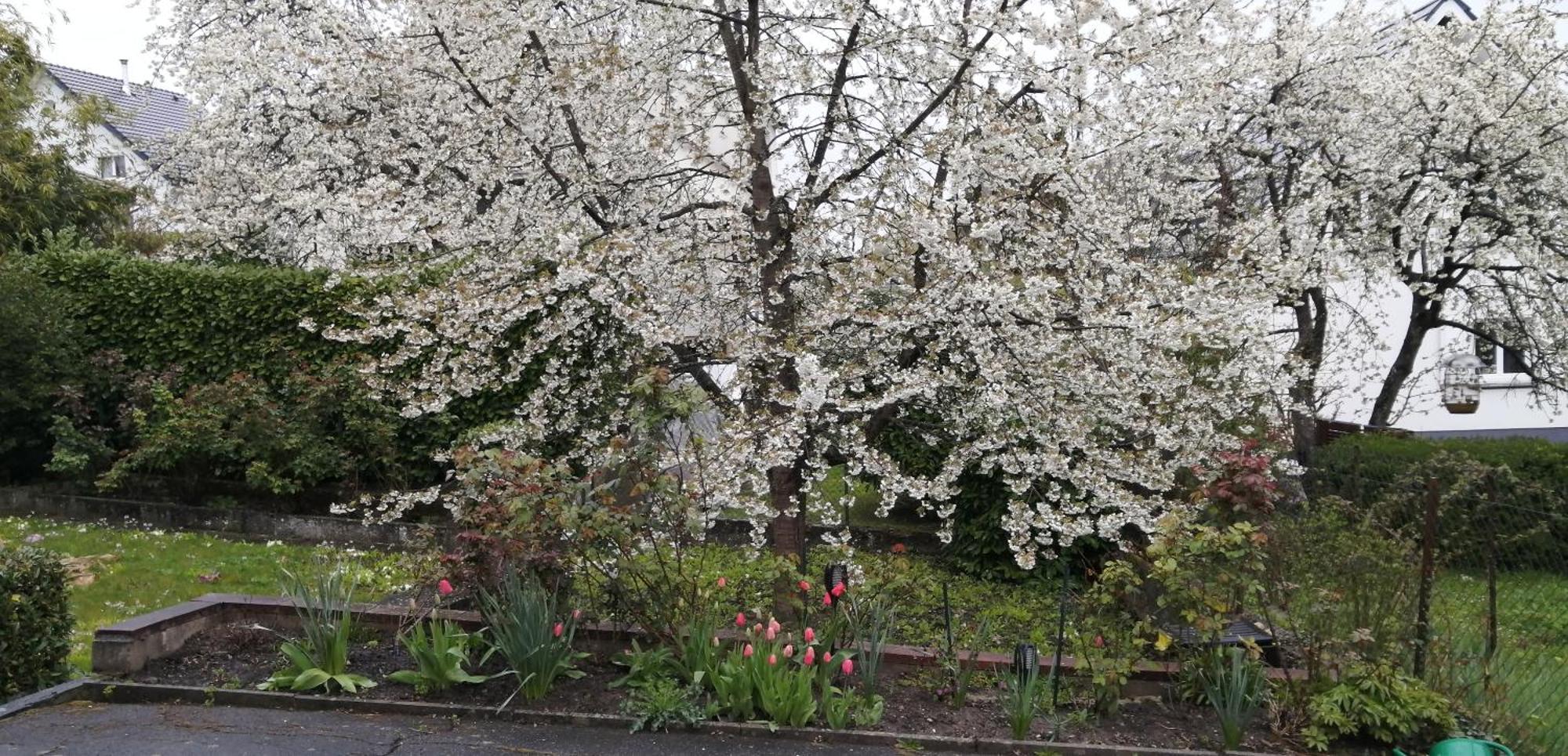 Superbe Maison 3 Chambres 1 Etage Et Sous-Sol, Avec Jardin Et Terrasse Altkirch Dış mekan fotoğraf